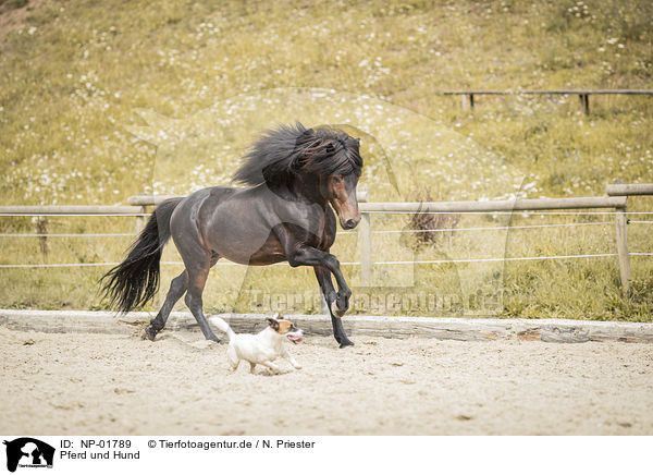 Pferd und Hund / NP-01789
