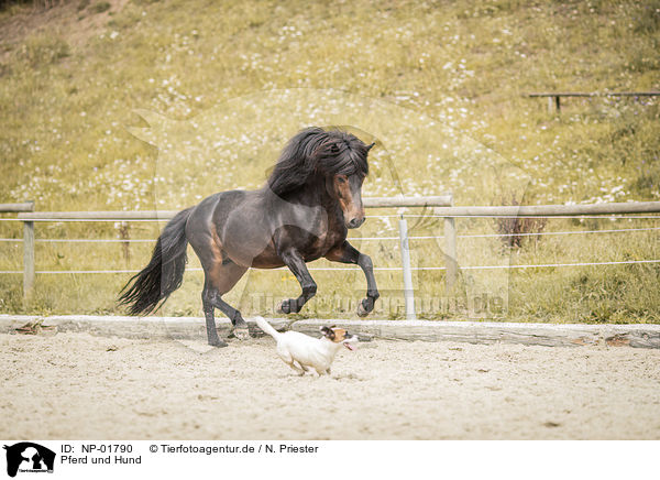 Pferd und Hund / NP-01790