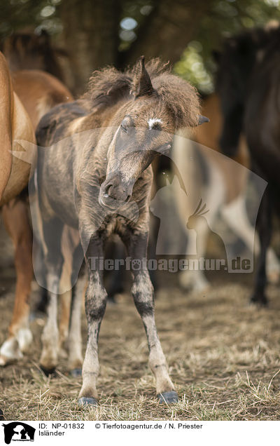 Islnder / Icelandic horses / NP-01832