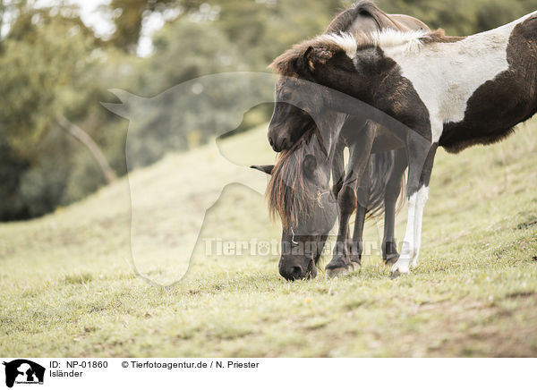 Islnder / Icelandic horses / NP-01860