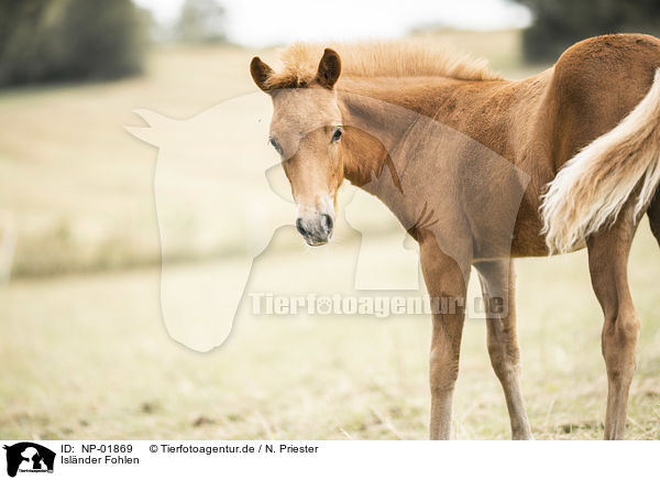 Isl�nder Fohlen / Icelandic horse foal / NP-01869