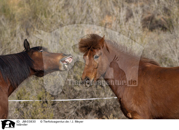 Islnder / Icelandic horses / JM-03830