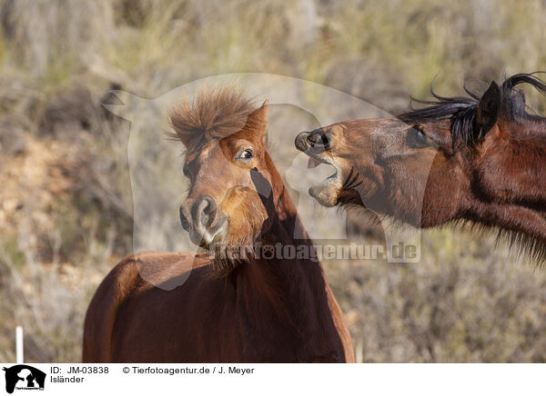 Islnder / Icelandic horses / JM-03838
