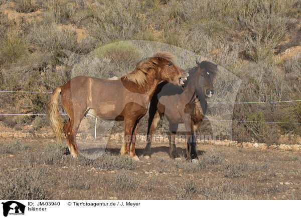 Islnder / Icelandic horses / JM-03940