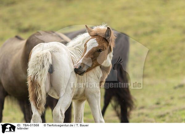 Islnder / Icelandic horses / TBA-01568