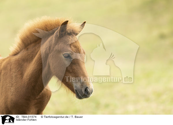 Isl�nder Fohlen / Icelandic horse foal / TBA-01574
