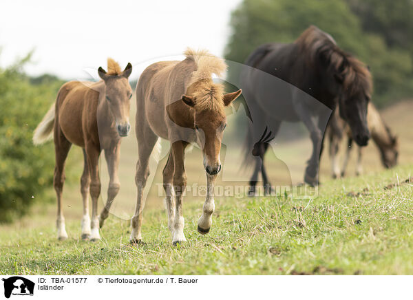 Islnder / Icelandic horses / TBA-01577