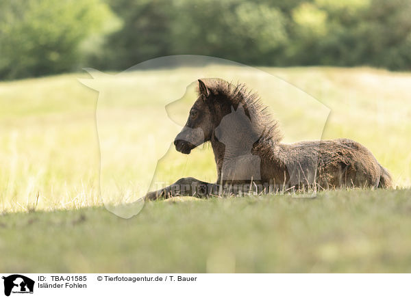 Islnder Fohlen / Icelandic horse foal / TBA-01585