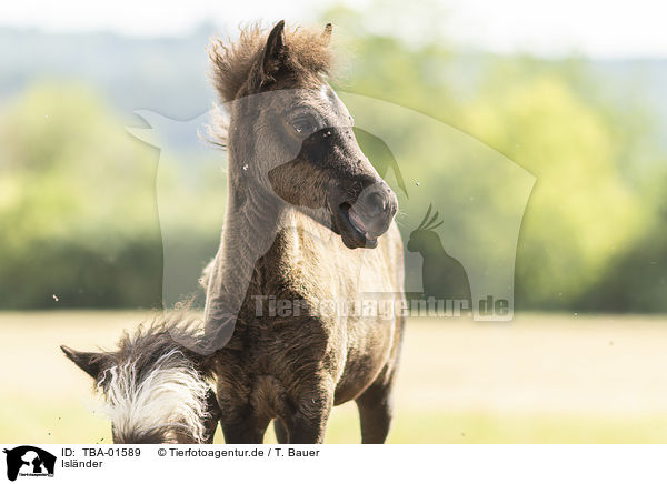 Islnder / Icelandic horses / TBA-01589