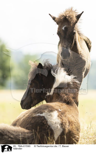 Islnder / Icelandic horses / TBA-01590