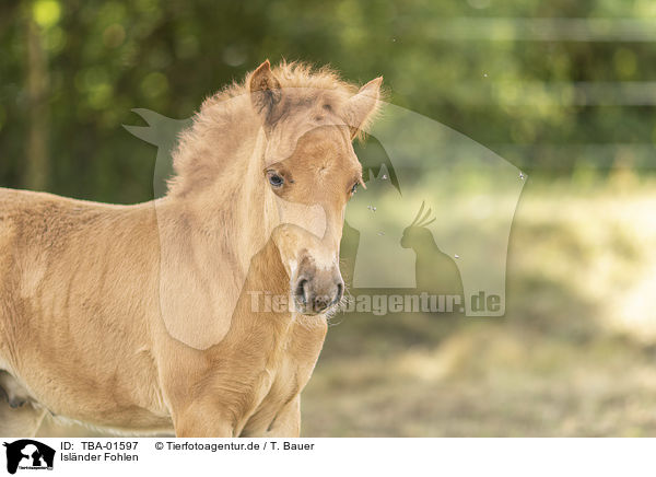 Islnder Fohlen / Icelandic horse foal / TBA-01597