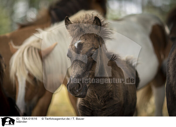 Islnder / Icelandic horses / TBA-01616