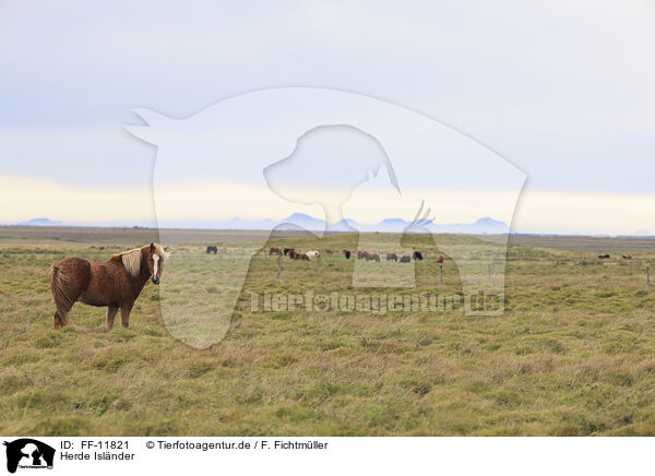 Herde Islnder / herd of Icelandic horses / FF-11821