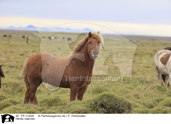Herde Islnder / herd of Icelandic horses / FF-11828