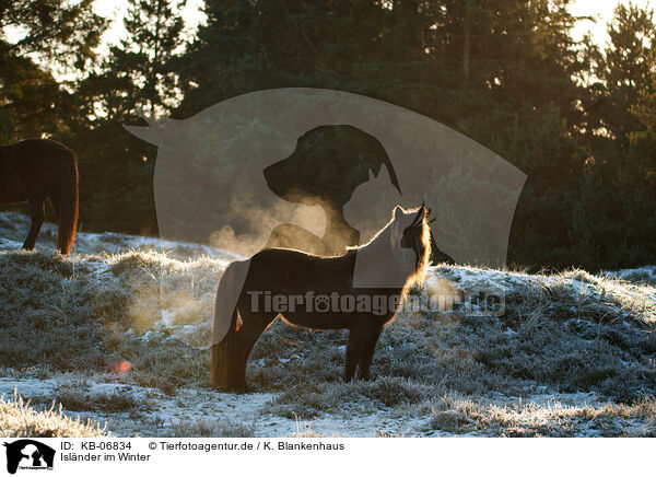 Islnder im Winter / Icelandic horse in winter / KB-06834