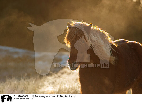 Islnder im Winter / Icelandic horse in winter / KB-06838
