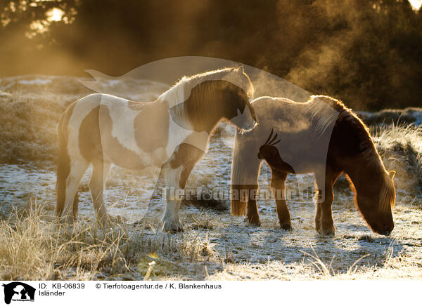 Islnder / Icelandic horses / KB-06839