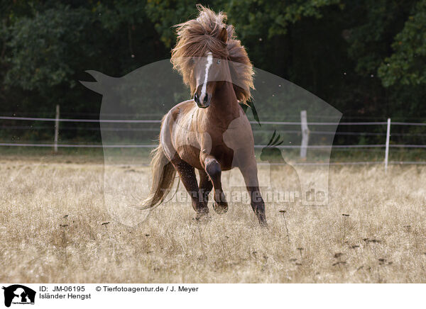 Islnder Hengst / JM-06195
