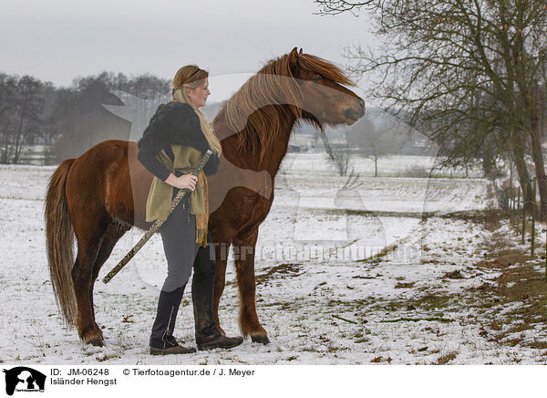 Islnder Hengst / Icelandic stallion / JM-06248