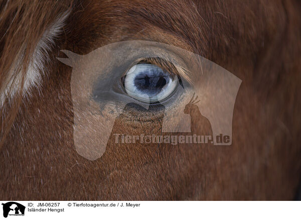 Isl�nder Hengst / Icelandic stallion / JM-06257