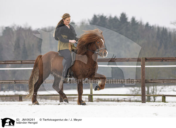 Islnder Hengst / Icelandic stallion / JM-06261