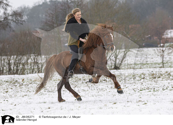 Islnder Hengst / Icelandic stallion / JM-06271