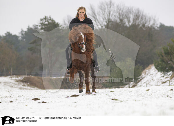 Islnder Hengst / Icelandic stallion / JM-06274