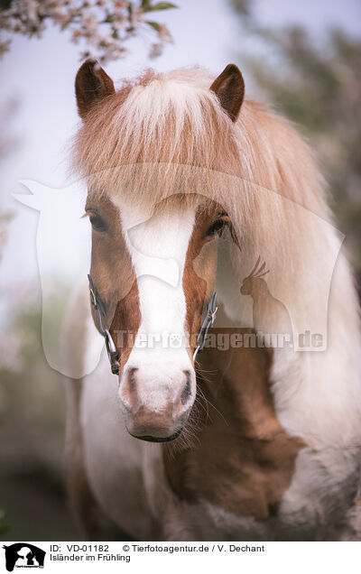 Islnder im Frhling / Icelandic horse in spring / VD-01182