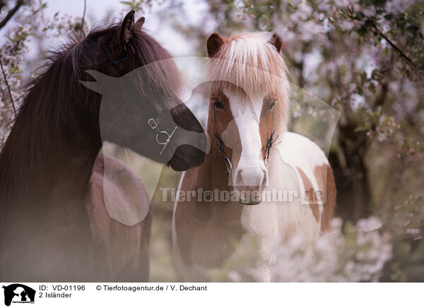 2 Islnder / 2 Icelandic horses / VD-01196