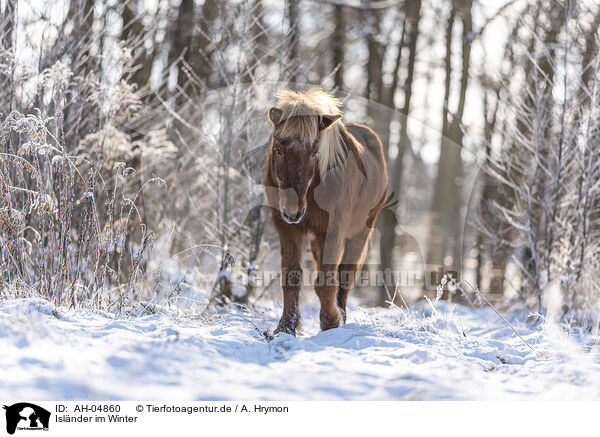 Islnder im Winter / Islandic horse in winter / AH-04860