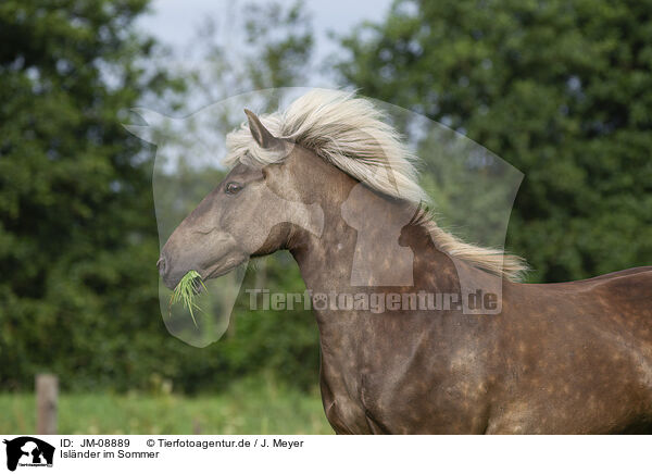 Islnder im Sommer / Icelandic horse in summer / JM-08889