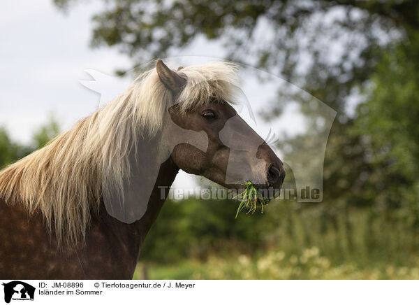 Islnder im Sommer / Icelandic horse in summer / JM-08896