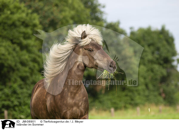 Islnder im Sommer / Icelandic horse in summer / JM-08901