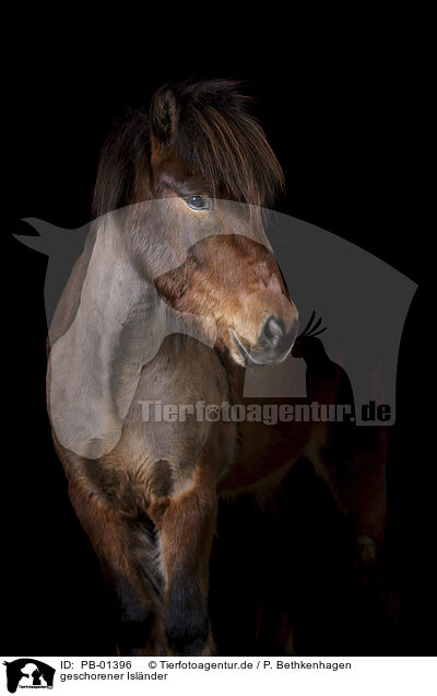 geschorener Islnder / shorn Icelandic horse / PB-01396