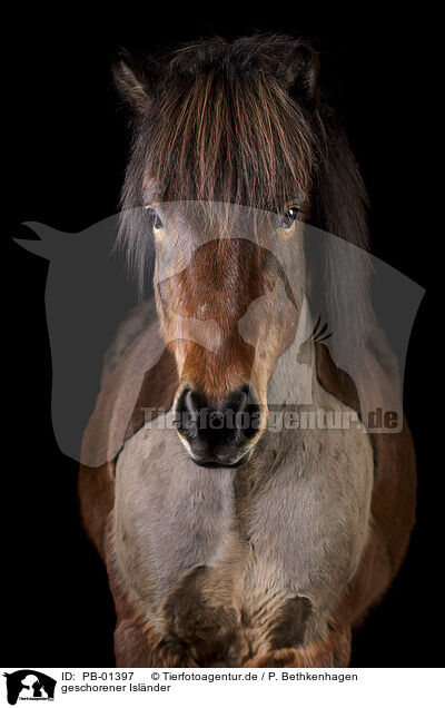 geschorener Islnder / shorn Icelandic horse / PB-01397