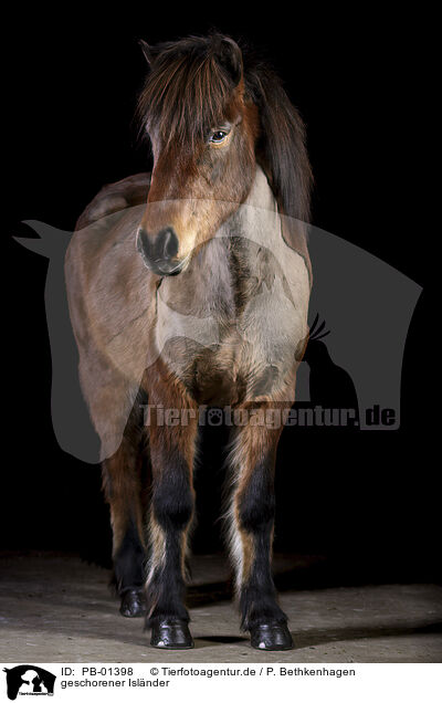 geschorener Islnder / shorn Icelandic horse / PB-01398