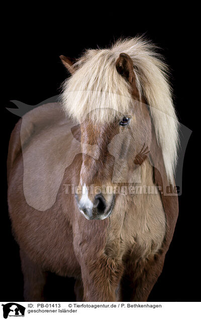 geschorener Islnder / shorn Icelandic horse / PB-01413