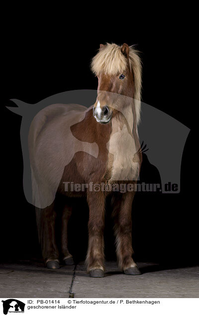 geschorener Islnder / shorn Icelandic horse / PB-01414