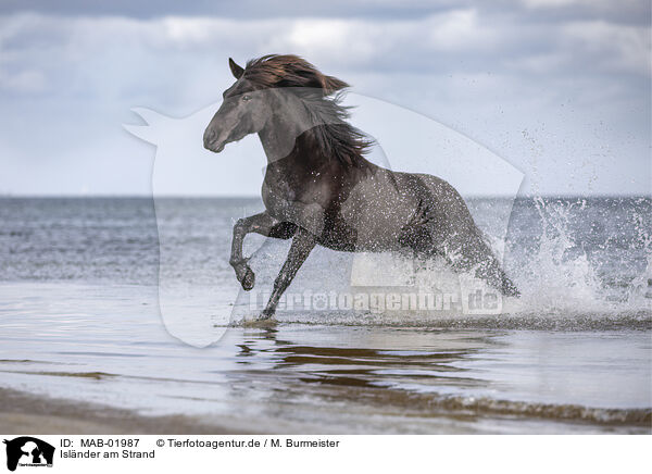 Islnder am Strand / Icelandic horse at the beach / MAB-01987