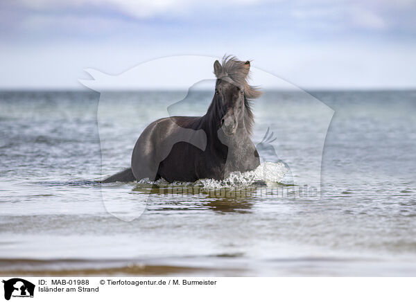 Islnder am Strand / Icelandic horse at the beach / MAB-01988