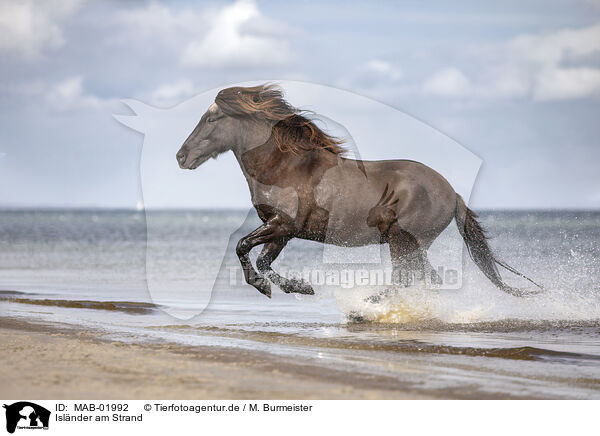 Islnder am Strand / Icelandic horse at the beach / MAB-01992