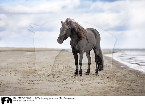 Islnder am Strand / Icelandic horse at the beach / MAB-02202