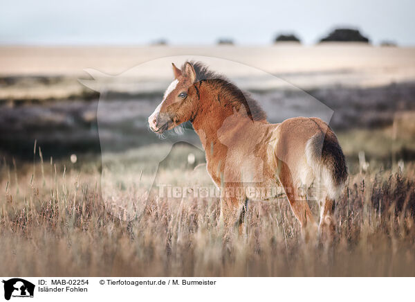 Islnder Fohlen / Icelandic horse foal / MAB-02254