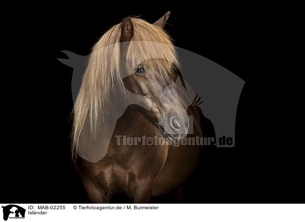 Islnder / Icelandic horse / MAB-02255