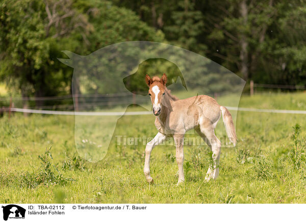 Isl�nder Fohlen / Icelandic foal / TBA-02112