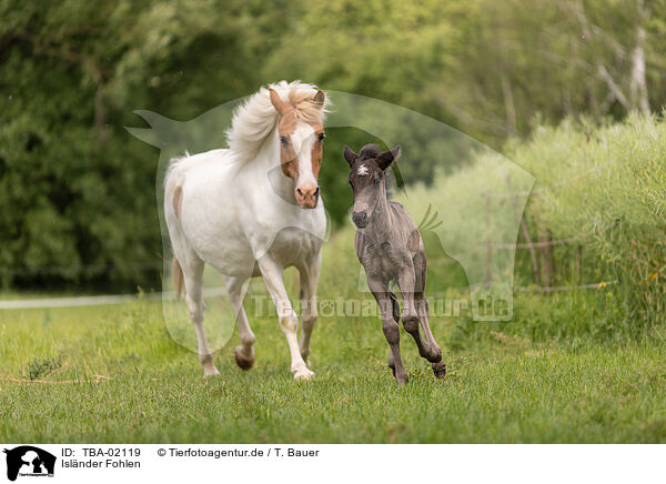 Islnder Fohlen / Icelandic foal / TBA-02119
