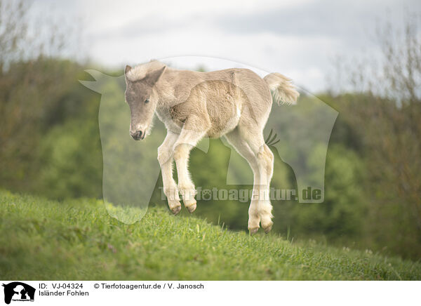 Islnder Fohlen / Icelandic horse foal / VJ-04324