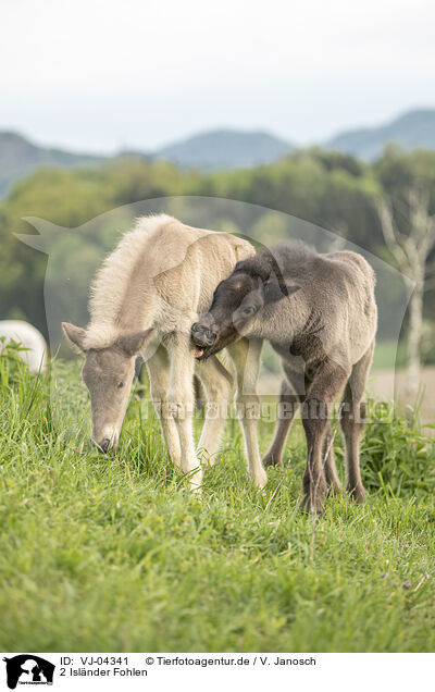 2 Islnder Fohlen / 2 Icelandic horse foals / VJ-04341