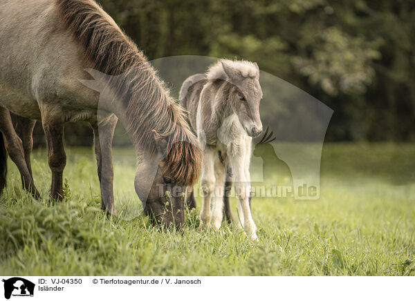 Islnder / Icelandic horses / VJ-04350