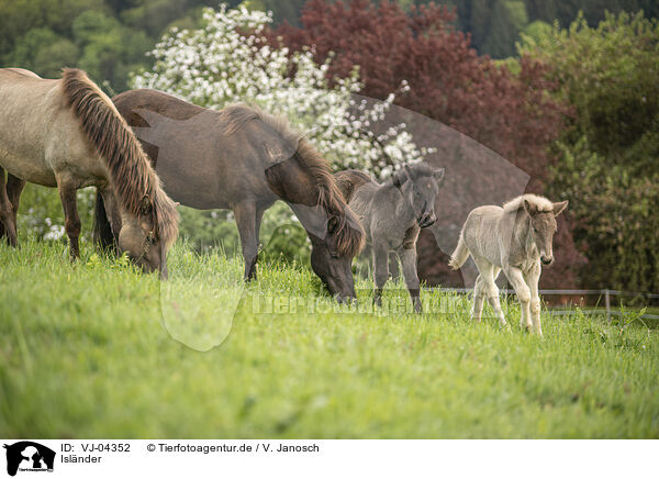 Islnder / Icelandic horses / VJ-04352